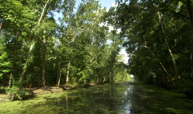 Traveling down the bayou.